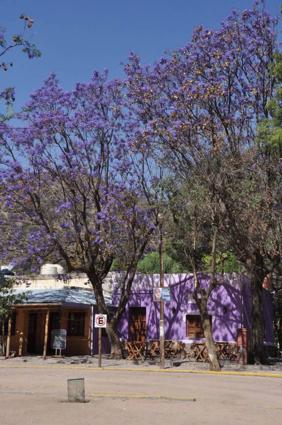 Árvores e casas coloridas em San Marco Sierra, na Argentina